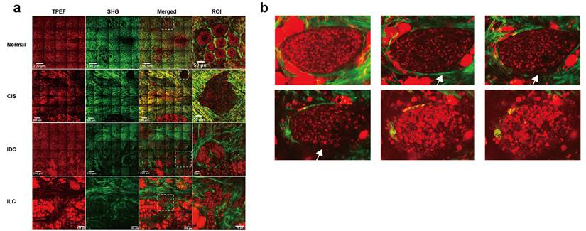 Int J Biol Sci Image