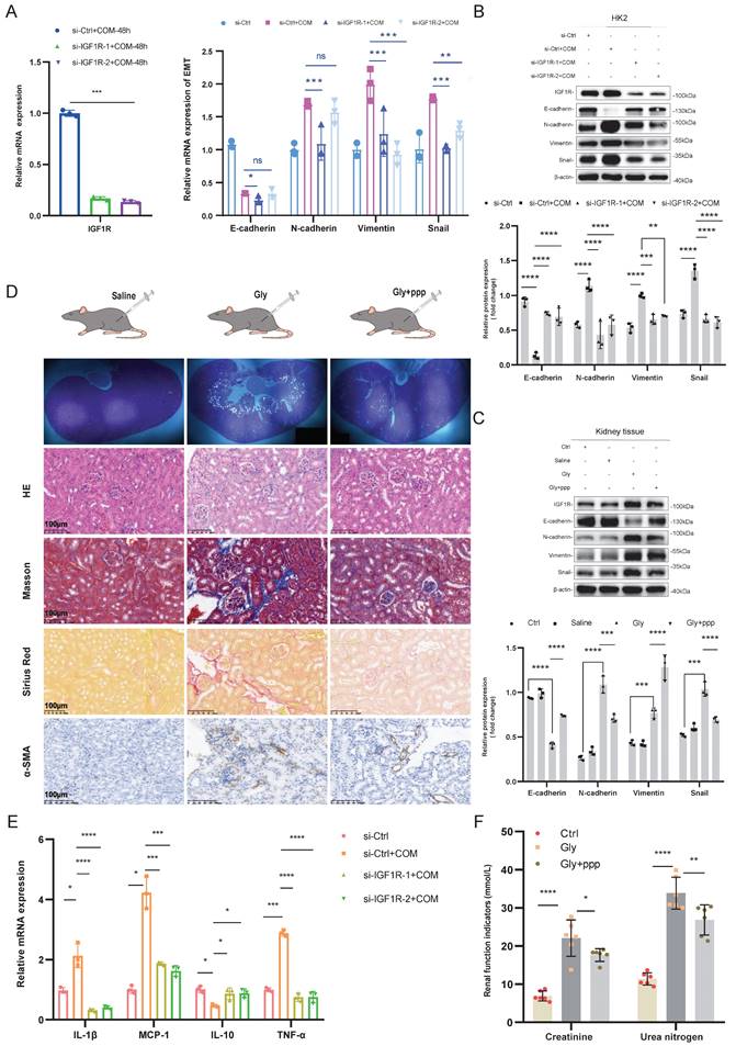 Int J Biol Sci Image