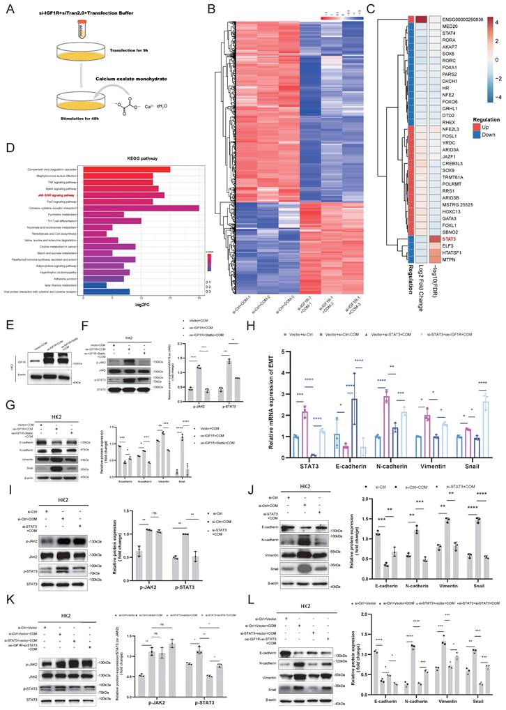 Int J Biol Sci Image