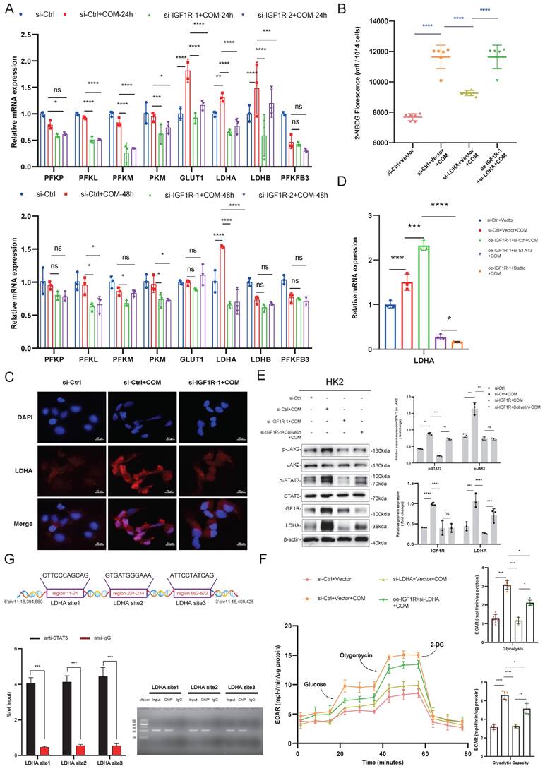 Int J Biol Sci Image