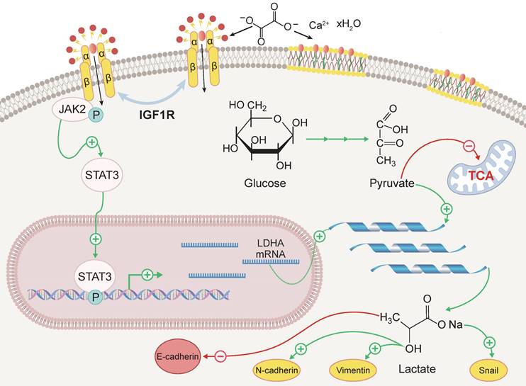 Int J Biol Sci Image