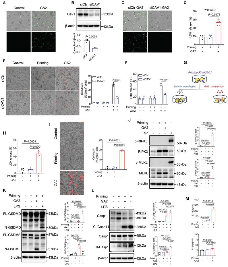 Int J Biol Sci Image