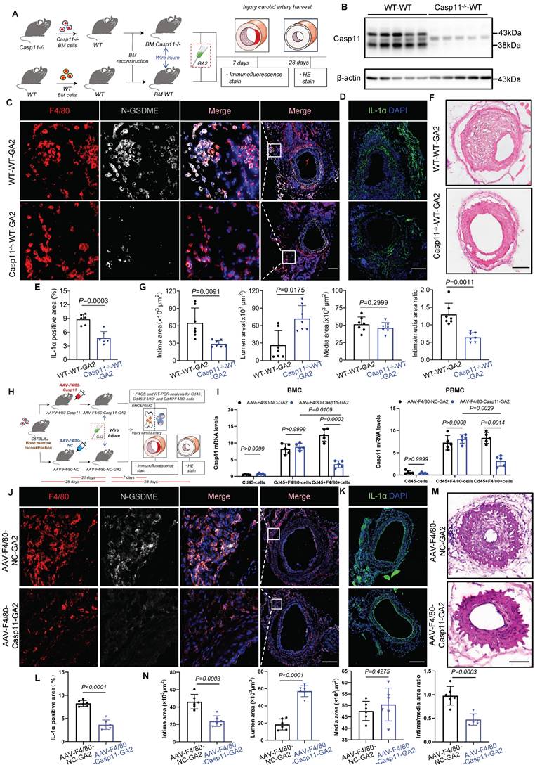 Int J Biol Sci Image