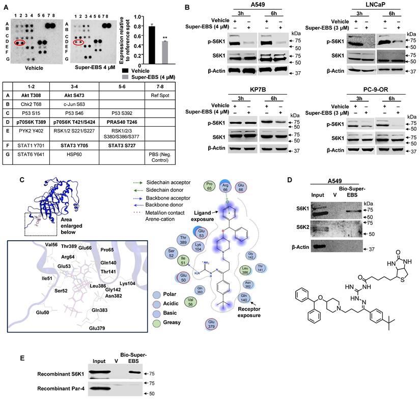 Int J Biol Sci Image