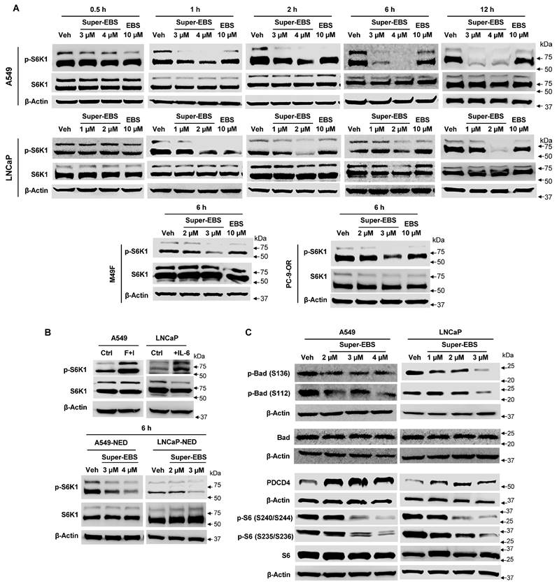 Int J Biol Sci Image