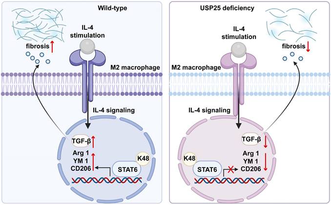 Int J Biol Sci Image