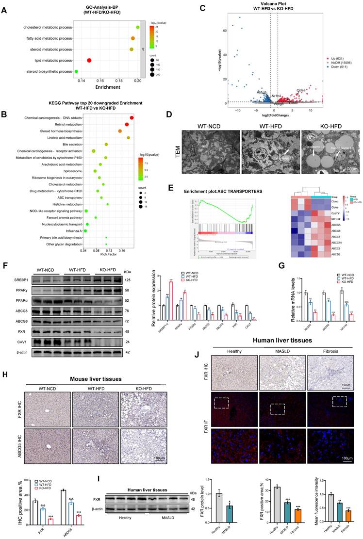 Int J Biol Sci Image