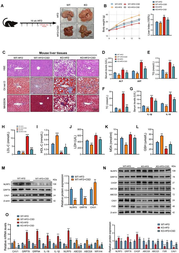 Int J Biol Sci Image