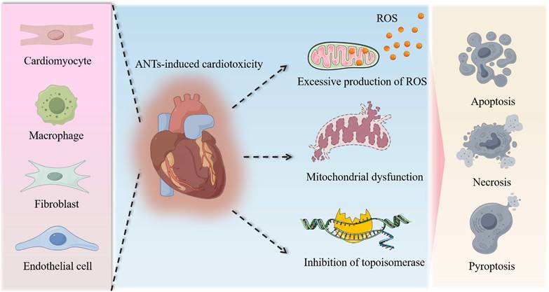 Int J Biol Sci Image