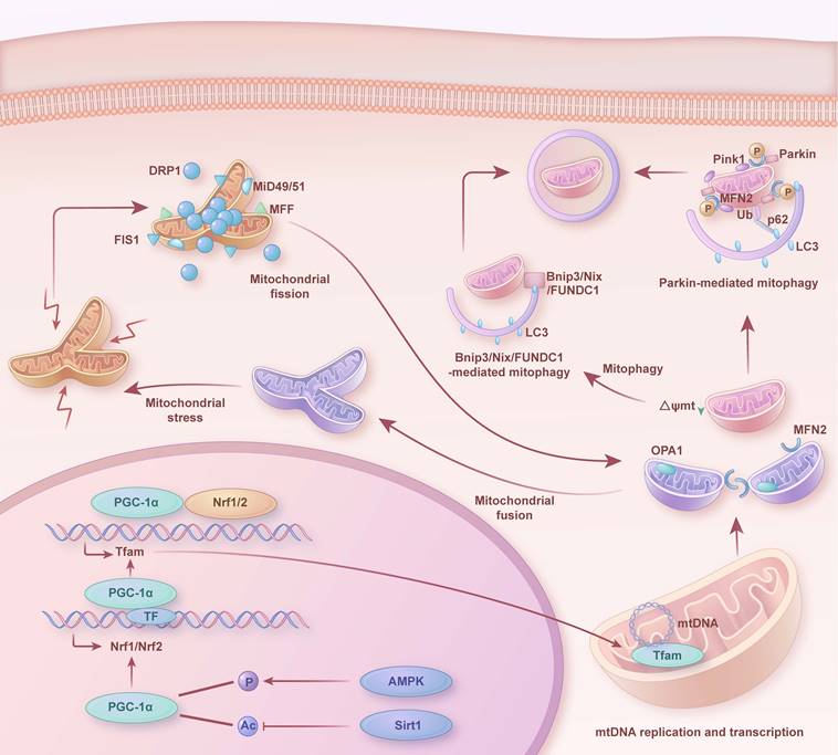 Int J Biol Sci Image