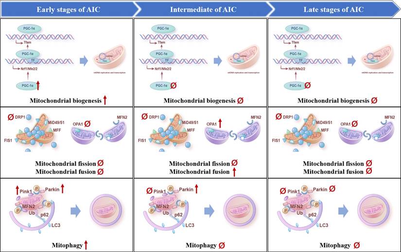 Int J Biol Sci Image