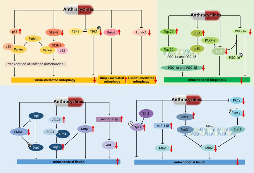 Int J Biol Sci Image