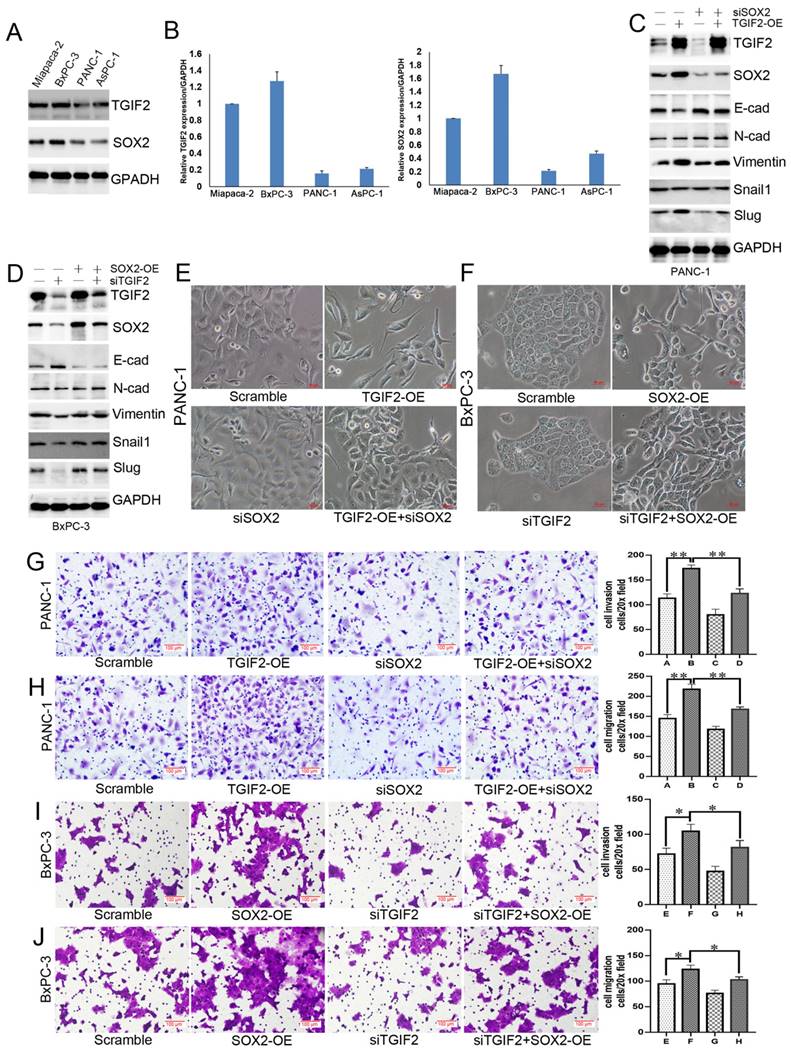 Int J Biol Sci Image