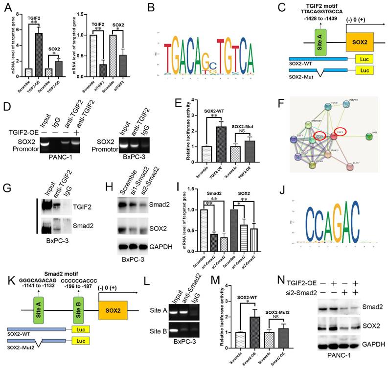 Int J Biol Sci Image