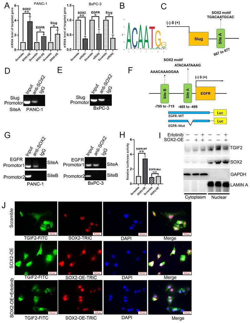 Int J Biol Sci Image