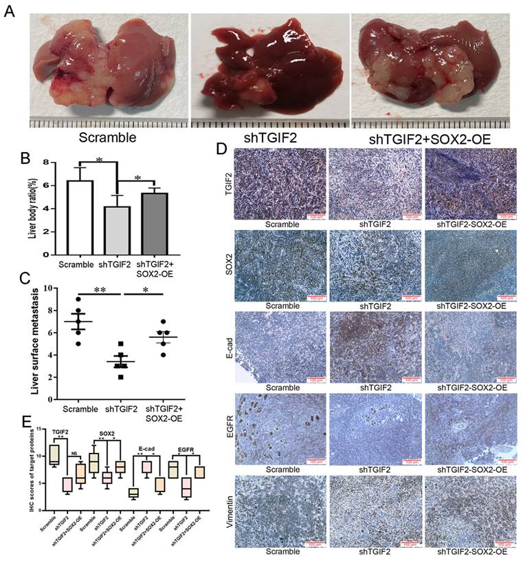 Int J Biol Sci Image