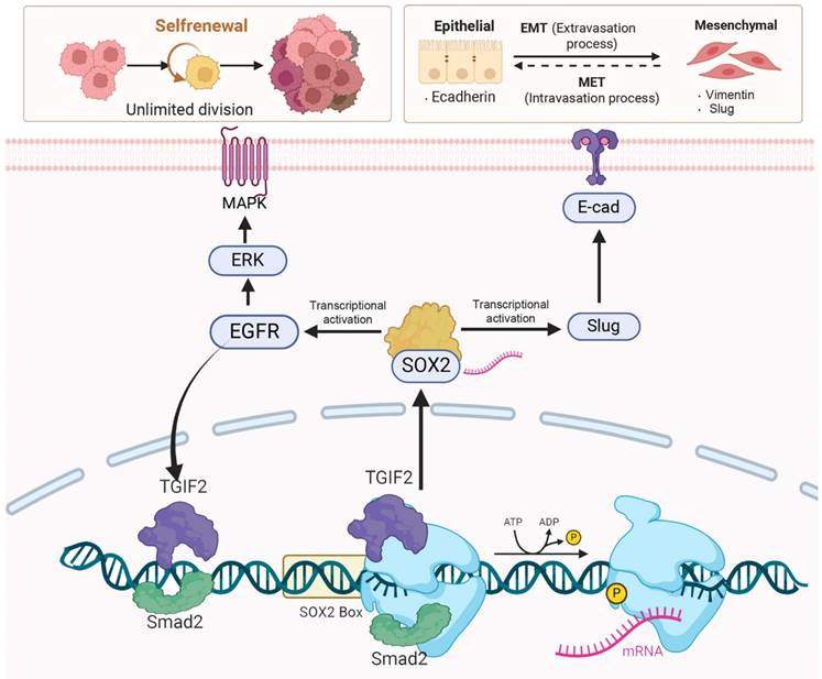 Int J Biol Sci Image