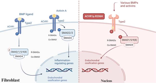 Int J Biol Sci Image