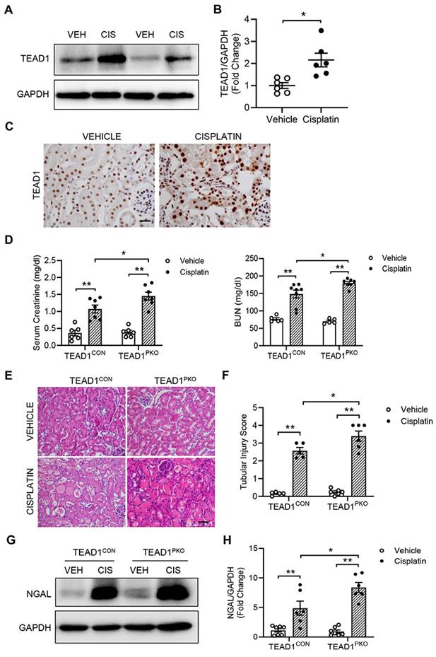 Int J Biol Sci Image