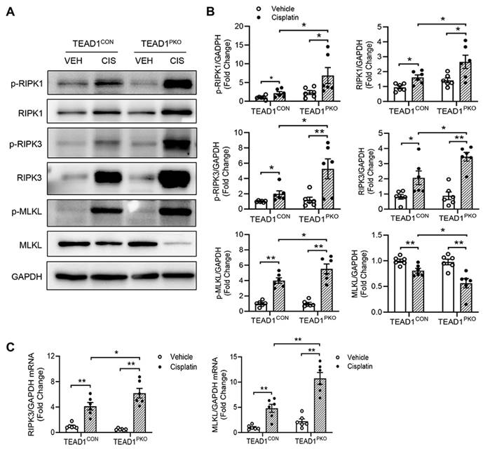 Int J Biol Sci Image