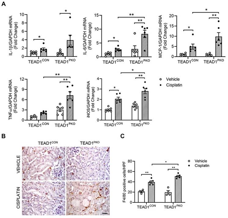 Int J Biol Sci Image