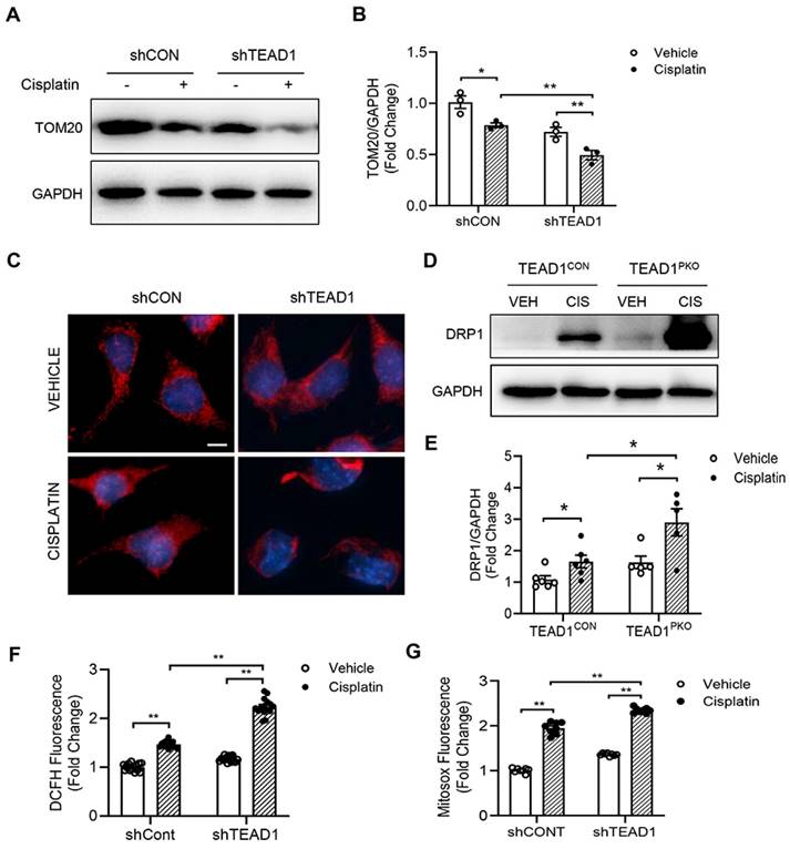 Int J Biol Sci Image