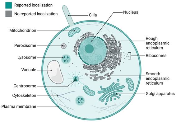 Int J Biol Sci Image