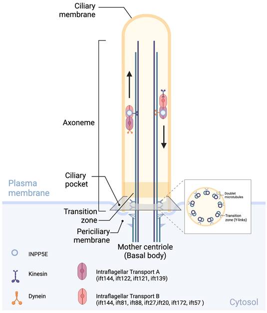 Int J Biol Sci Image