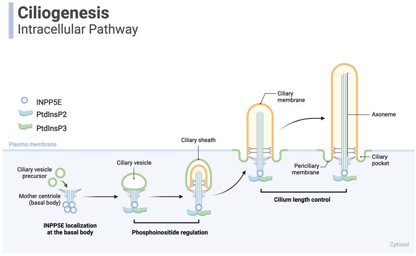 Int J Biol Sci Image