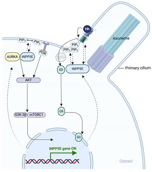 Int J Biol Sci Image