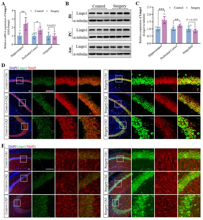 Int J Biol Sci Image