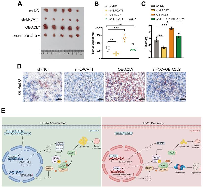 Int J Biol Sci Image