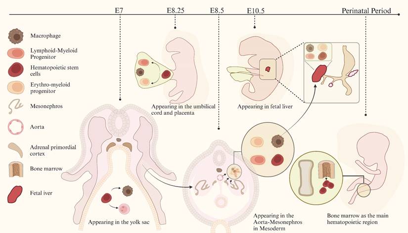 Int J Biol Sci Image