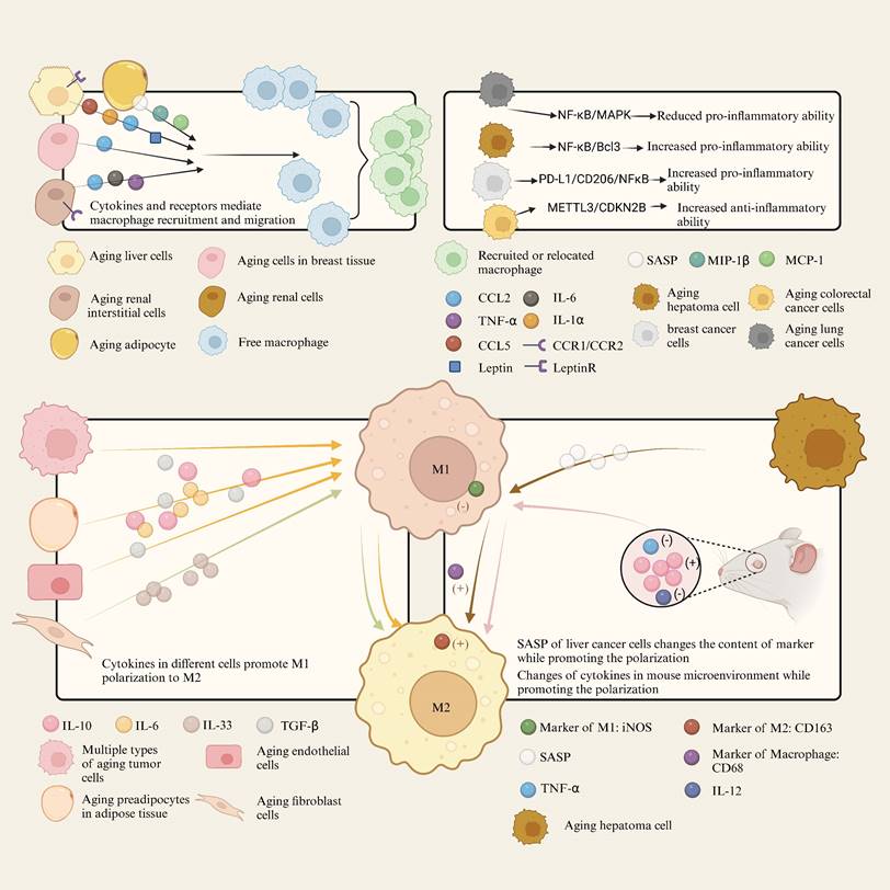 Int J Biol Sci Image