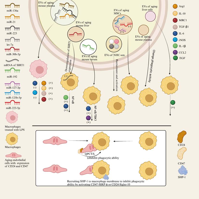 Int J Biol Sci Image