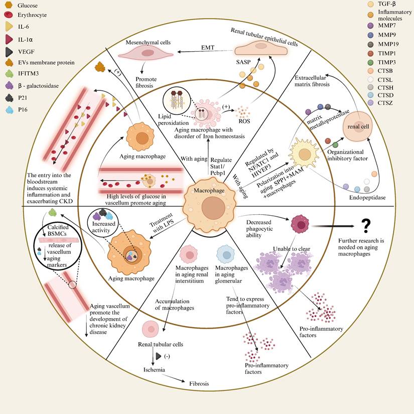 Int J Biol Sci Image