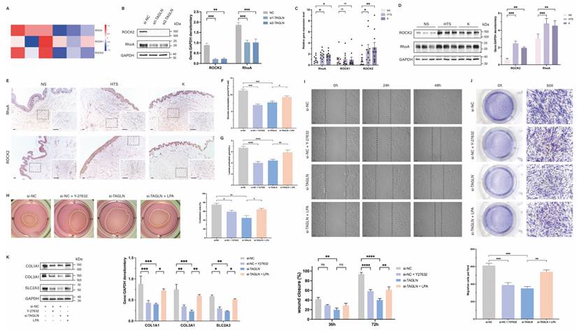 Int J Biol Sci Image