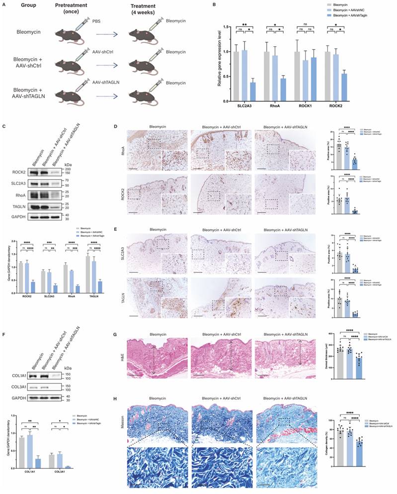 Int J Biol Sci Image