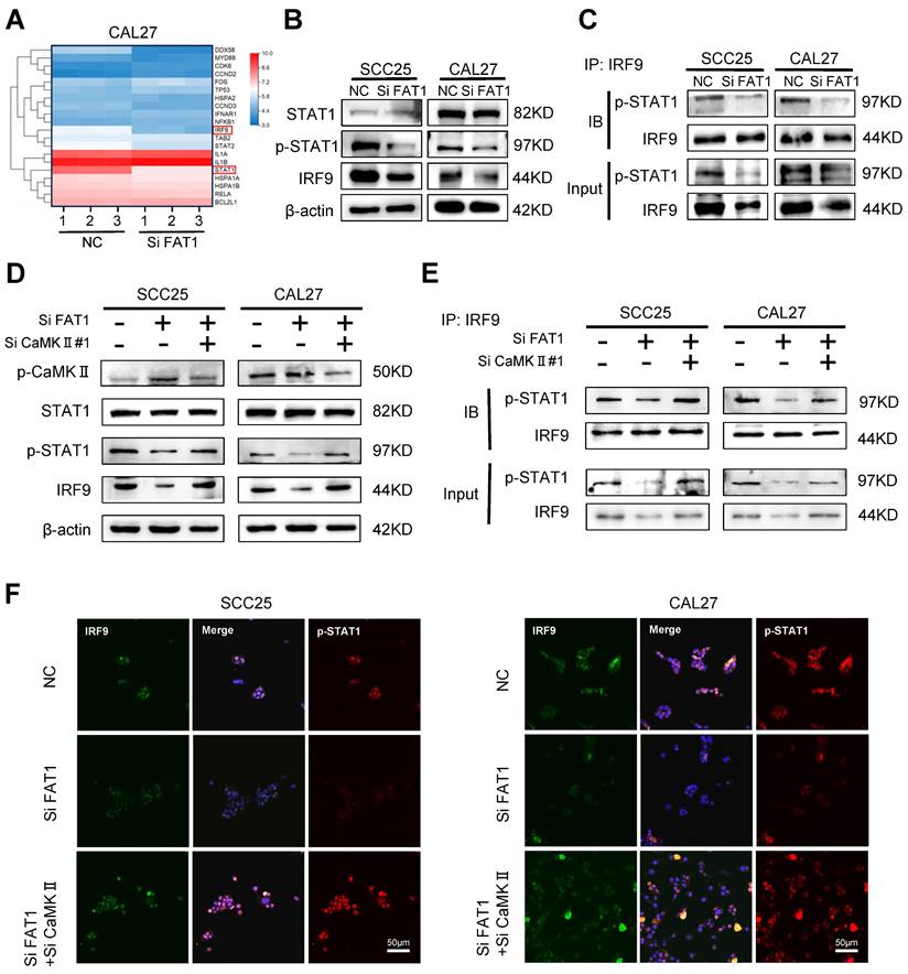 Int J Biol Sci Image