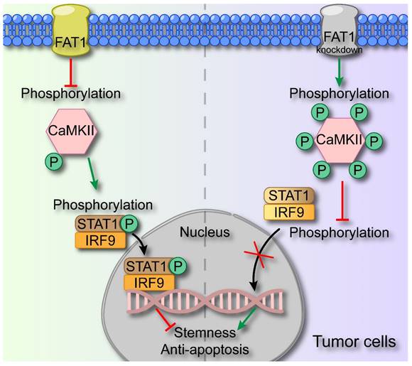 Int J Biol Sci Image