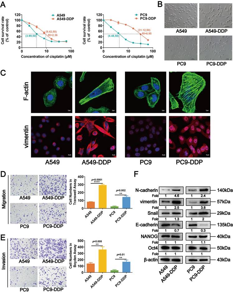 Int J Biol Sci Image