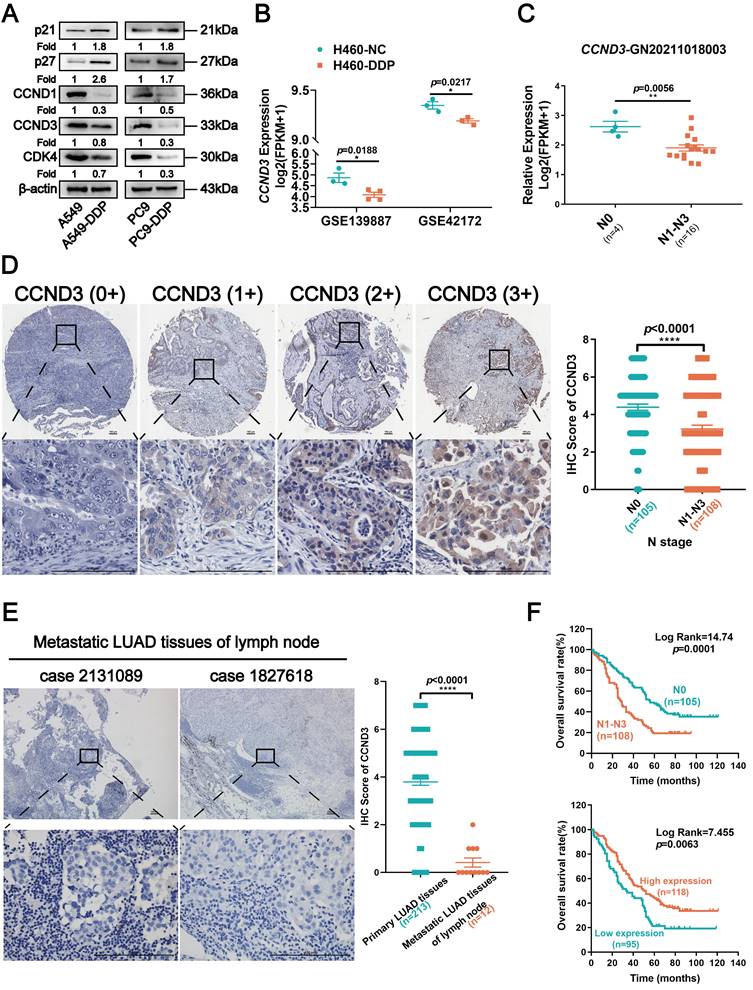 Int J Biol Sci Image