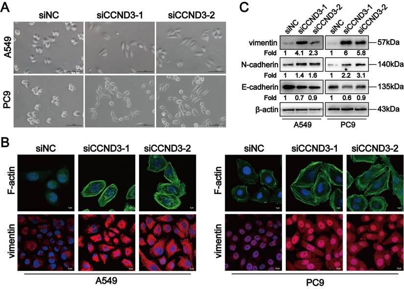 Int J Biol Sci Image