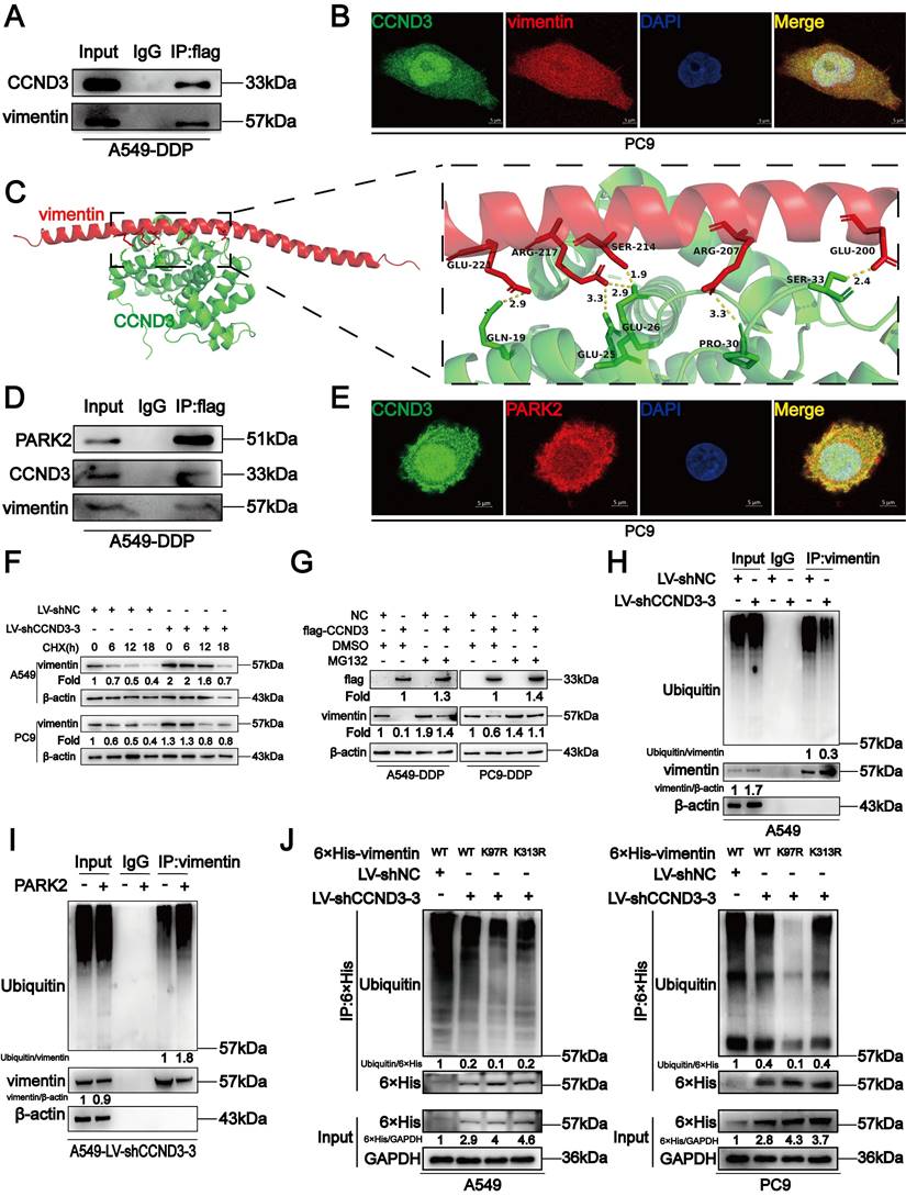 Int J Biol Sci Image