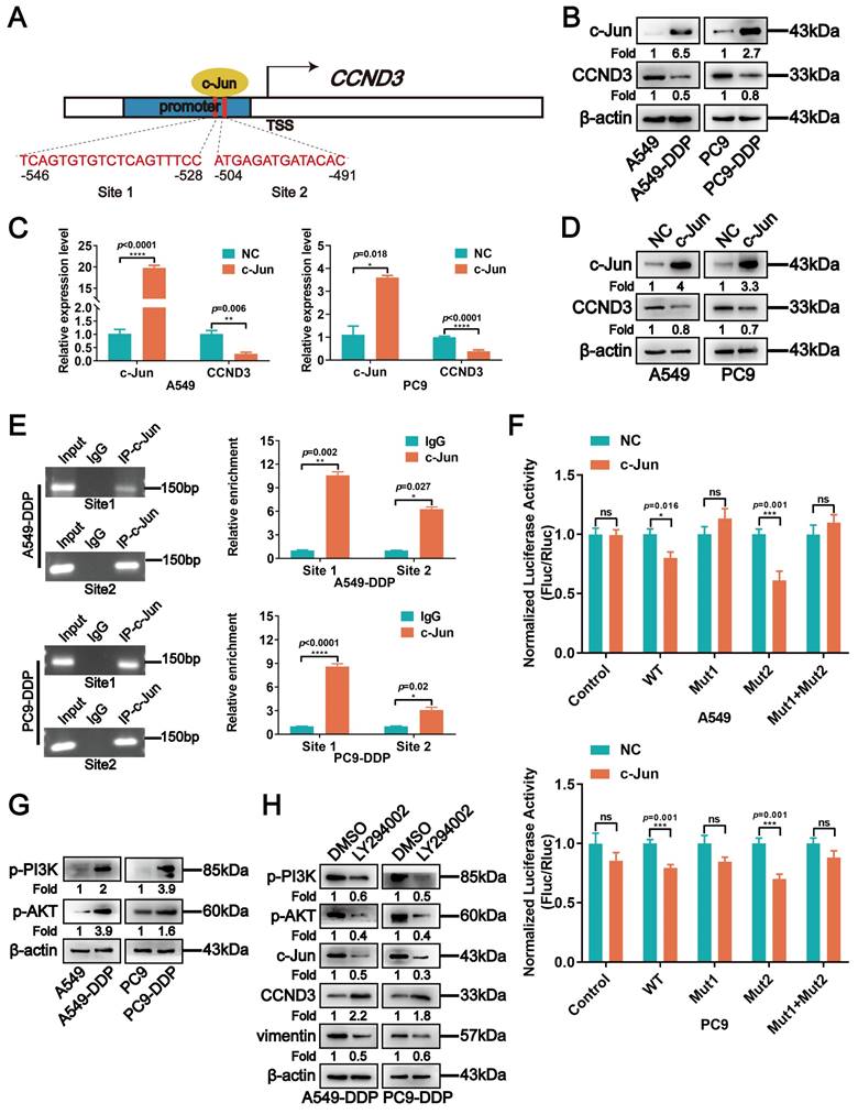 Int J Biol Sci Image