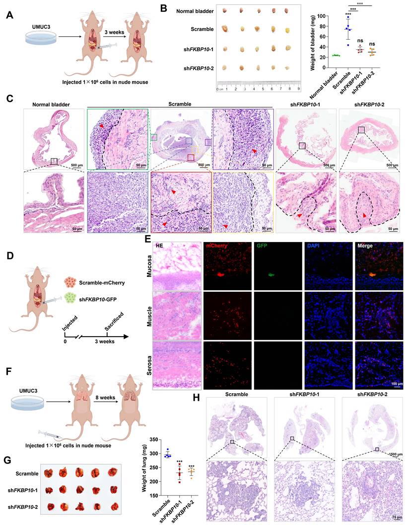 Int J Biol Sci Image