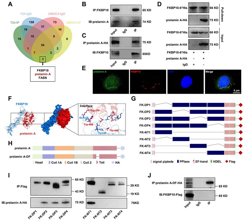 Int J Biol Sci Image