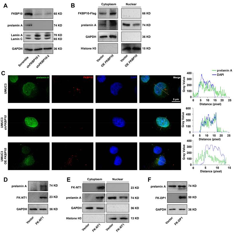 Int J Biol Sci Image