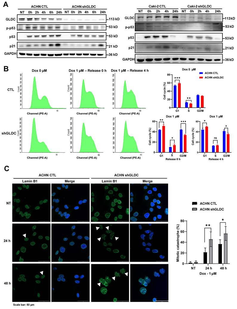 Int J Biol Sci Image