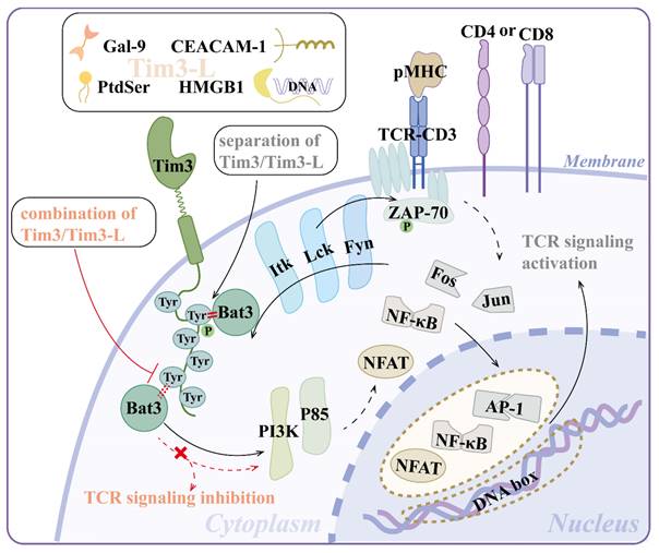 Int J Biol Sci Image